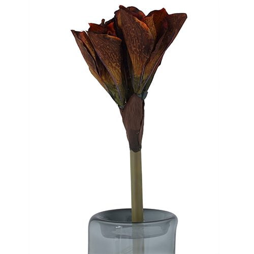 Brown Amaryllis