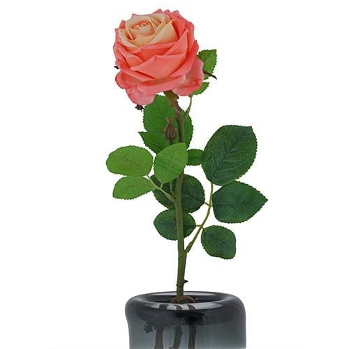 Cherry Rose