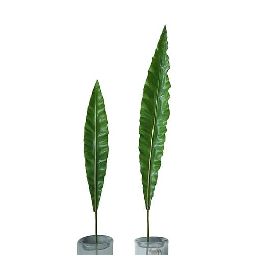 Long Palm Leaf