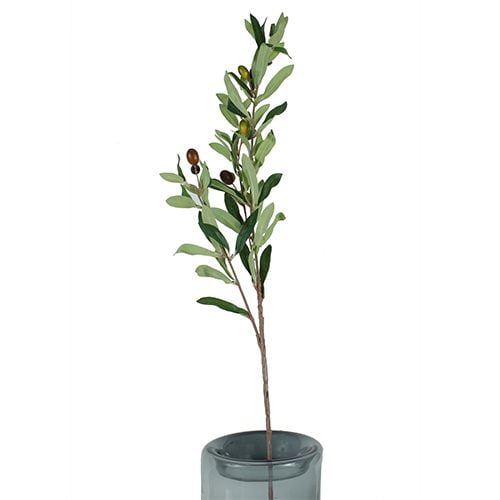 Olive Branch