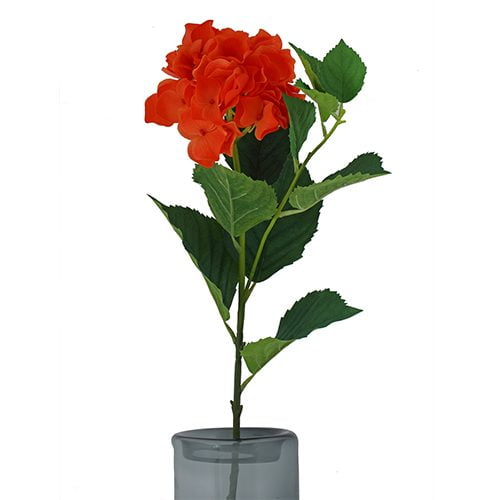 Orange Hydrangea