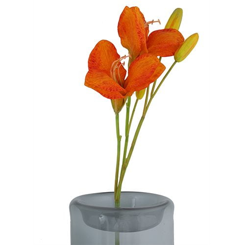 Orange Lily