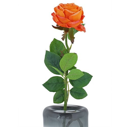 Orange Rose