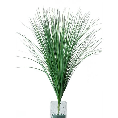 Palm Grass