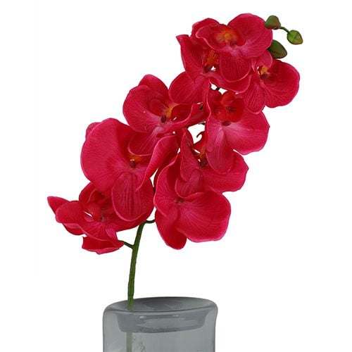 Phalaenopsis