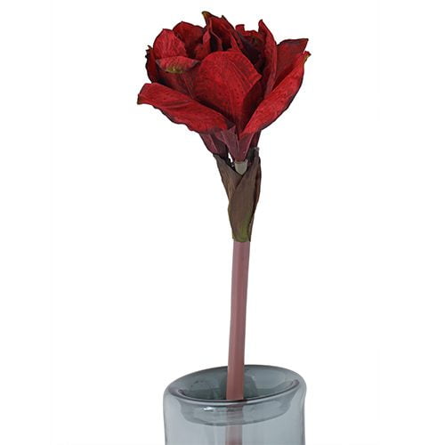 Red Amaryllis