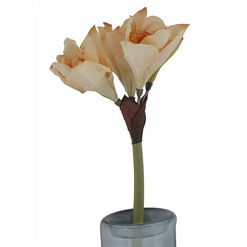 White Amaryllis
