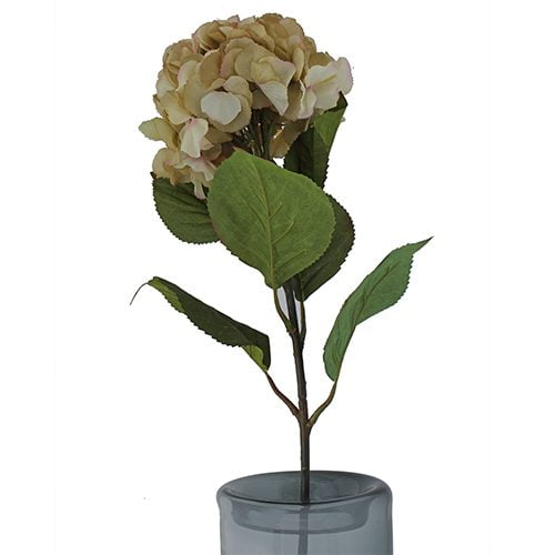 White Hydrangea