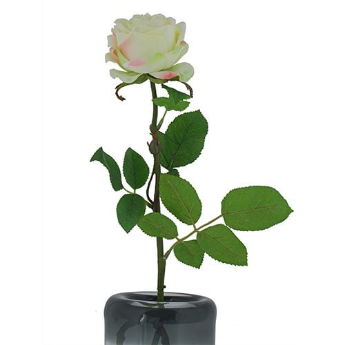 White Rose