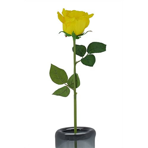 Yellow Rose