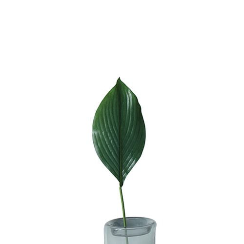 Palm Leaf