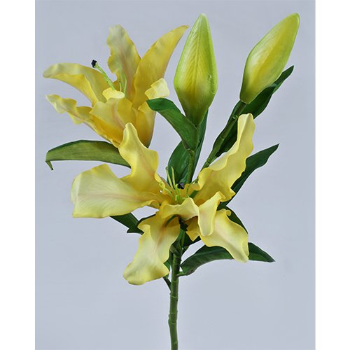 Yellow Perfume Lily