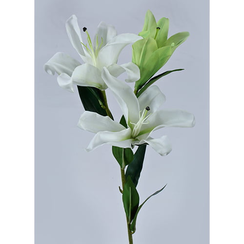 White Lily